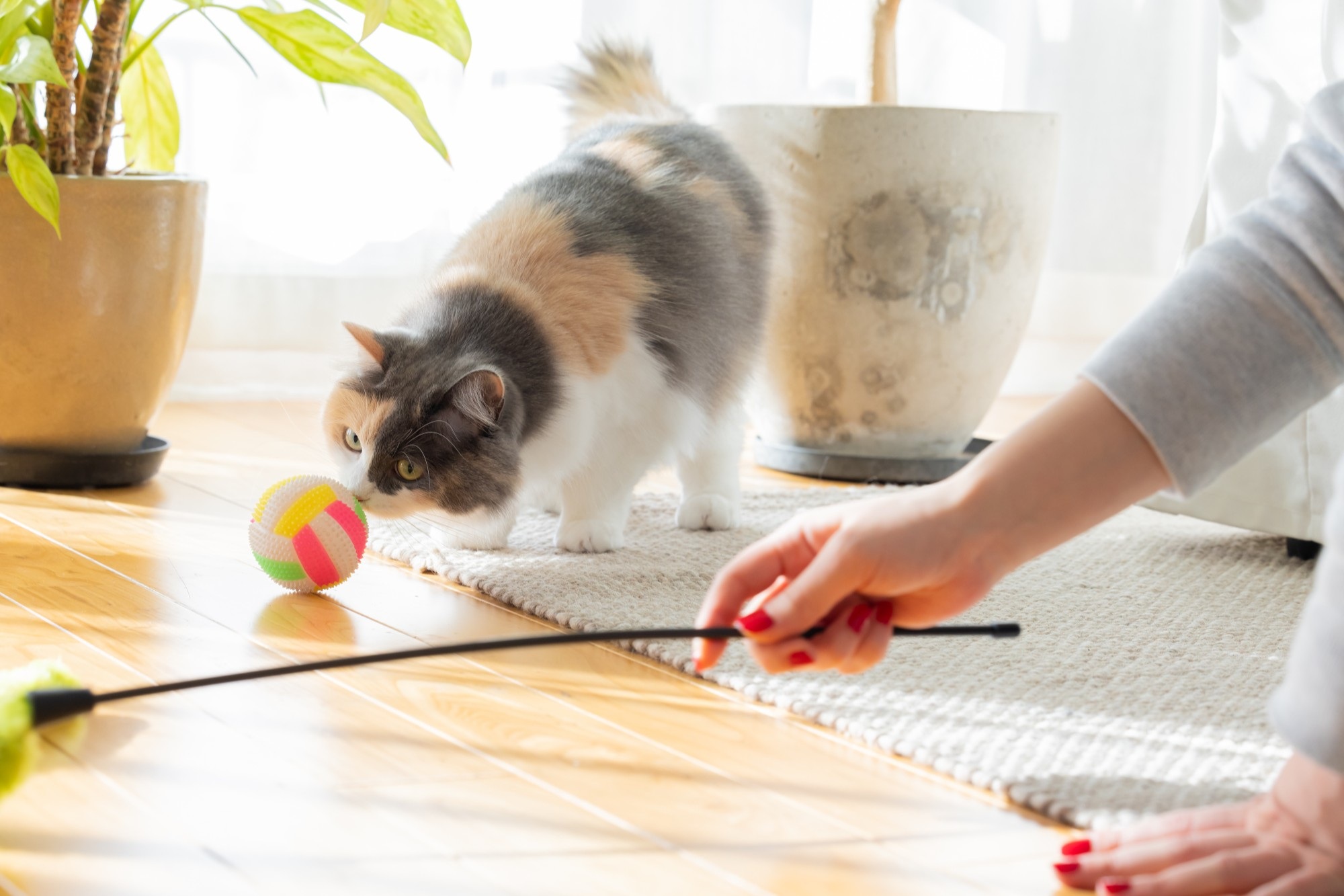 ペット可・相談