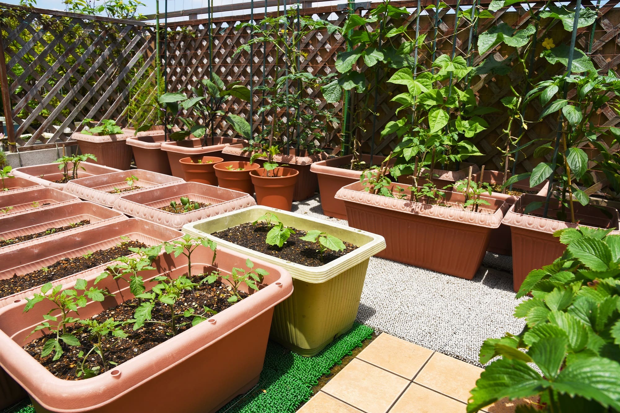 詳しくは、おいしい焼き野菜の5つのステップをご覧ください。